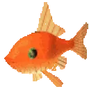 goldfish