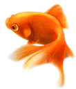 goldfish