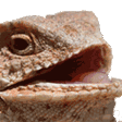 lizard