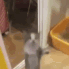 z_cat