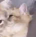z_cutecat