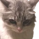 evilkitty
