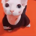 bingustare