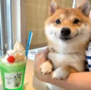shib shib