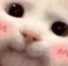 catblush catblush