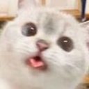 lda_gatto_linguaccia