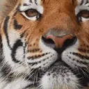 tigerwink
