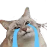 cryingcat cryingcat