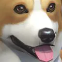 happy_doge