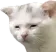 CatTiredExhausted Discord Emoji