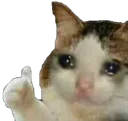 cat_cry_thumbsup