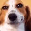 dogsmirk