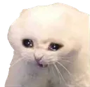 SadCatremovebgpreview Discord Emoji