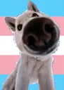 snoottrans