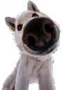 snoot