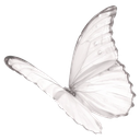 a_white_bfly_dontsteal Discord emoji