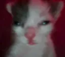b_staringcat