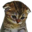 SadCat Discord Emoji
