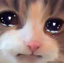 face_cat_cry