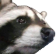 sadraccoon Discord emoji
