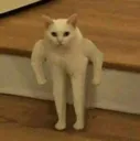 kot