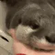 ottersquish ottersquish
