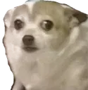 perro