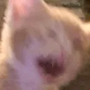 floof_catkokoro Discord Emoji
