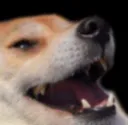Dogo