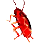 RoachPls