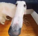 why_the_long_face_7