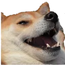 doge_kek doge_kek