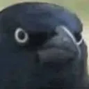 CrowWTF