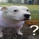 PerroPregunta