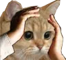 NotLikeThisCat2 NotLikeThisCat2