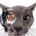 thiswillbethefutureofsillycats Discord Emoji