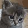 cycatplead Discord Emoji