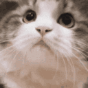 czcatyes Discord Emoji