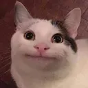 Beluga Beluga
