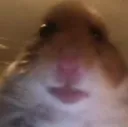 hamsterstare