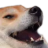 dogekek