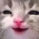 chucklekitten chucklekitten