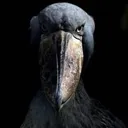 pelican