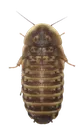 DUBIA__ROACH_COCKROACH_BDUBIA798