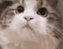 CatAgree