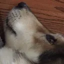 existentialdreaddoggo