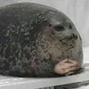 Thicc_Boi