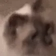 catnod