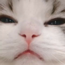 gatoenojado Discord emoji