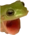 frogchamp frogchamp